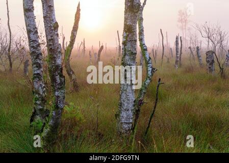 Abgestorbene Birken im Goldenstedter Moor, Niedersachsen, vechta Stockfoto