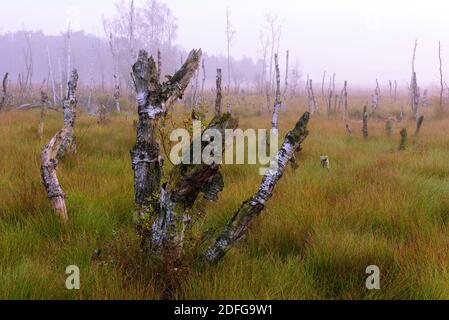 Abgestorbene Birken im Goldenstedter Moor, Niedersachsen, vechta Stockfoto