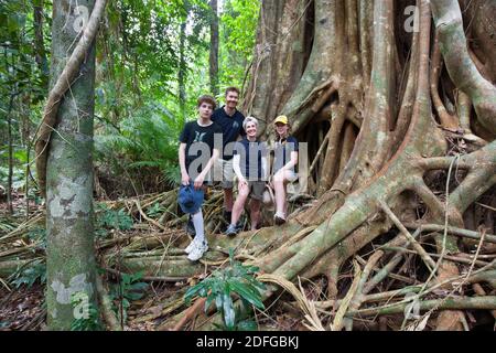 Familiengruppe unter den Wurzeln der riesigen kleinblättrigen Feige (Ficus obliqua). Dezember 2020. Cow Bay. Daintree National Park. Queensland. Australien Stockfoto