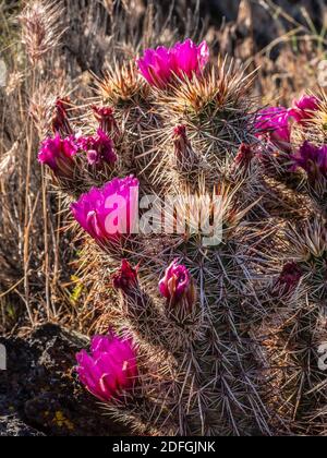 Die Engelmann Hedgehog (Purple Torch) Kakteen blühen, Lava Flow Trail, Snow Canyon State Park, St. George, Utah. Stockfoto