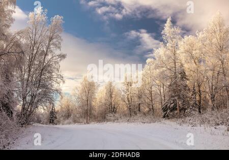 Raureif bedeckt Bäume säumen verschneite Straße in Southcentral Alaska. Winter. Stockfoto