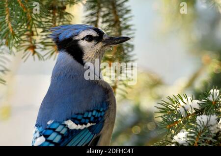 Ein Bild aus der Nähe eines östlichen Blauhähers, "Cyanocitta cristata", thront auf einem Fichtenzweig im ländlichen Alberta Kanada Stockfoto