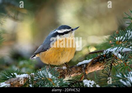 Ein Rotbrustvogel 'Sitta canadensis', der auf einem verschneiten grünen Fichtenzweig im ländlichen Alberta Kanada thront Stockfoto