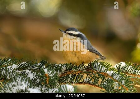 Ein Rotbrustvogel 'Sitta canadensis', der auf einem verschneiten grünen Fichtenzweig im warmen Abendlicht im ländlichen Alberta Canada thront Stockfoto