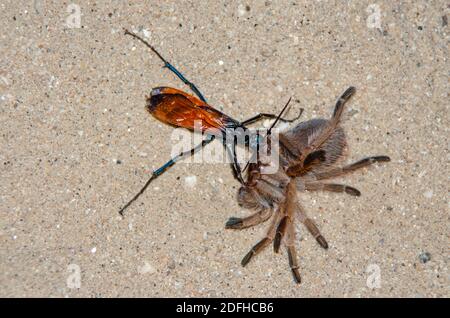 Tarantula Hawk (Pepsis formosa) und Desert Tarantula (Aphonopelma chalcodes) Stockfoto