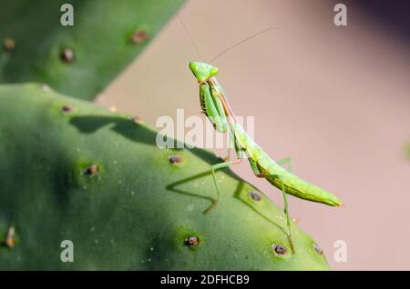 Arizona Manitis (Stagmomantis limbata) auf Kaktus aus Stachelkugeln Stockfoto