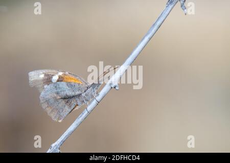 Amerikanische Schnauze (Libytheana carinenta) Stockfoto