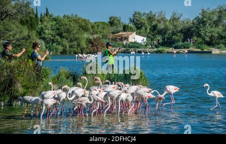 Flamingos in den Feuchtgebieten der Camargue im Vogelpark Pont de Gau in der Nähe von Saintes-Maries-de-la-Mer, Département Bouches-du-Rhône, Provence-Alpe Stockfoto