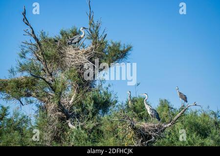 Graureiher brüten in den Feuchtgebieten der Camargue im Vogelkundlichen Park Pont de Gau in der Nähe von Saintes-Maries-de-la-Mer, Departement Bouches-du-Rhône, Pro Stockfoto