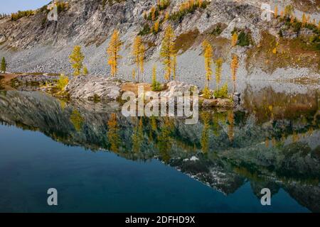 WA18680-00...WASHINGTON - Subalpine Lärche auf einer kleinen Insel im Lower Ice Lake in Glacier Peak Wilderness Area. Stockfoto