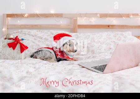 Frohe Weihnachtskarte mit Text. Niedliche kleine Hund Haustier in Santa Hut liegend auf dem Bett zu Hause beobachten Laptop. Weihnachten online Feiertagsfeier. Liebenswert m Stockfoto