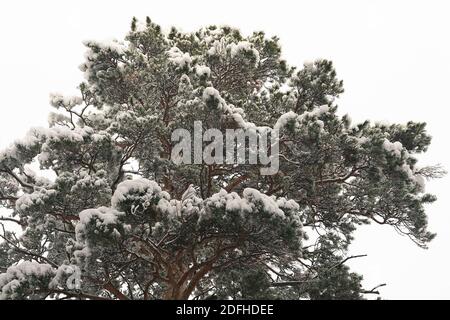 Üppige Kiefer unter Schneeflocken. Ein Baum gegen einen weißen Himmel. Textur für den Hintergrund. Stockfoto