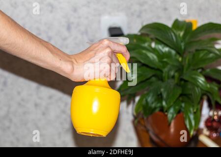 Die Hand der Frau hält eine Sprühflasche und gießt die Pflanze Stockfoto