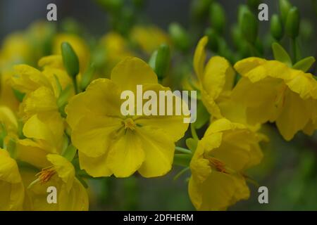 Lizenzfreie hochwertige freie Bild von Ochnaceae. Ochna integerrima ist Symbol des traditionellen vietnamesischen Mondneujahres. Mai Blume in Vietnamesisch Stockfoto