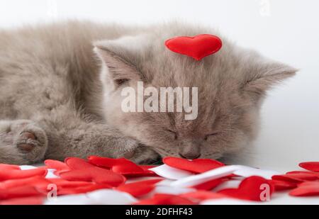 Kätzchen schläft mit der Nase, die in den Herzen vergraben ist. Valentinstag und Katzen. Reinrassige britische Kurzhaarkatze, Rauchfarbe. Die Liebe zu einem Haustier. Stockfoto