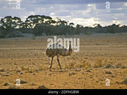 Der emu ist Australiens größter einheimischer Vogel. Emus und Kängurus sind eine ständige Verkehrsgefahr auf vielen Outback-Touren, einschließlich Darling River Run im westlichen New South Wales. Stockfoto