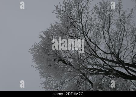 Nahaufnahme von weißen frostigen Schnee bedeckt Laubbaumzweig auf dem Hintergrund des hellen Himmels. Grußkarte Stockfoto