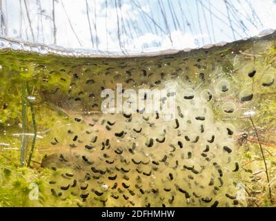 Moor Frosch Eier unter Wasser Stockfoto