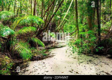 Kristallklare Wasser des Wanggoolba Creek auf Fraser Island. Stockfoto