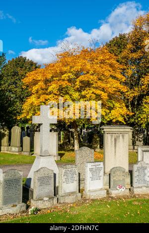 Springbank Cemetary, Aberdeen, 8. Oktober 2020. Memorial Cross und ein japanischer Ahornbaum in Springbank Cemetary. Stockfoto