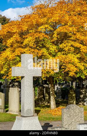 Springbank Cemetary, Aberdeen, 8. Oktober 2020. Memorial Cross und ein japanischer Ahornbaum in Springbank Cemetary. Stockfoto