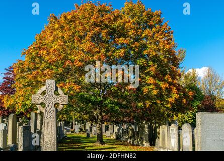 Springbank Cemetary, Aberdeen, 8. Oktober 2020. Keltisches Kreuz und ein Zuckerahornbaum in Springbank Cemetary. Stockfoto