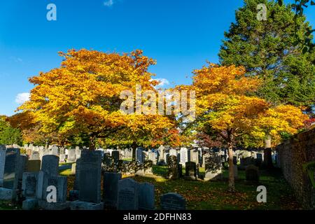 Springbank Cemetary, Aberdeen, 8. Oktober 2020. Japanischer Ahornbaum in Springbank Cemetary. Stockfoto