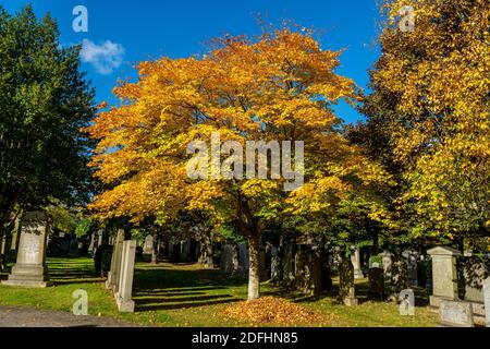 Springbank Cemetary, Aberdeen, 8. Oktober 2020. Japanischer Ahornbaum in Springbank Cemetary. Stockfoto