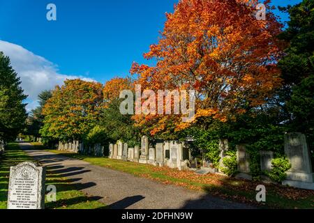 Springbank Cemetary, Aberdeen, 8. Oktober 2020. Norwegischer Ahornbaum in Springbank Cemetary. Stockfoto