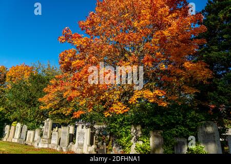 Springbank Cemetary, Aberdeen, 8. Oktober 2020. Norwegischer Ahornbaum in Springbank Cemetary. Stockfoto