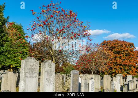 Springbank Cemetary, Aberdeen, 8. Oktober 2020. Rowan Baum in Springbank Cemetary. Stockfoto