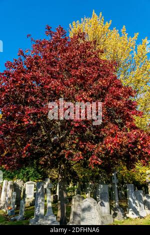 Springbank Cemetary, Aberdeen, 8. Oktober 2020. Zucker Ahornbaum in Springbank Cemetary. Stockfoto