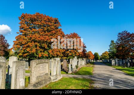 Springbank Cemetary, Aberdeen, 8. Oktober 2020. Zucker Ahornbaum in Springbank Cemetary. Stockfoto