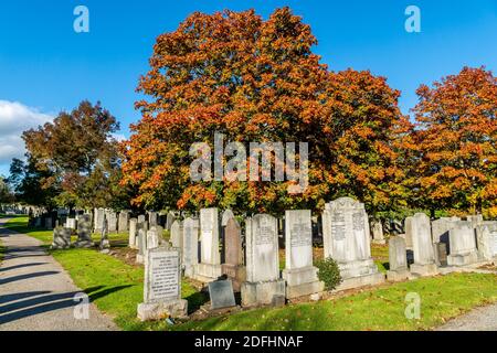 Springbank Cemetary, Aberdeen, 8. Oktober 2020. Zucker Ahornbaum in Springbank Cemetary. Stockfoto