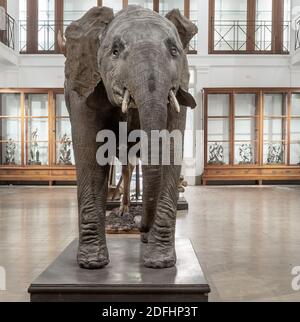 Gefülltes, junges Exemplar eines äthiopischen Elphant (Loxodonta africana). Zoologisches Museum von Catania, Sizilien, Italien. Stockfoto