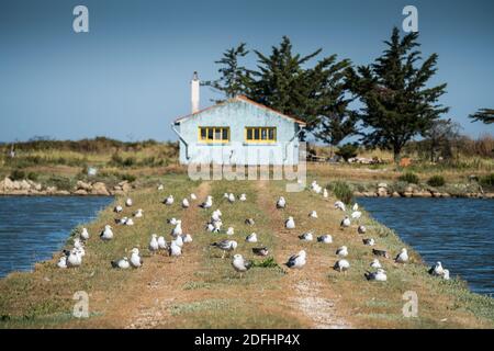 Farbenfrohe Austernhütten bei La Baudissire bei Dolus / Saint-Pierre-d'Oleron, Ile d'Oleron, Charente-Maritime, Frankreich, Europa. Stockfoto
