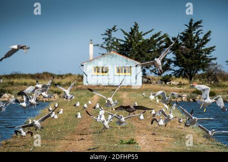 Farbenfrohe Austernhütten bei La Baudissire bei Dolus / Saint-Pierre-d'Oleron, Ile d'Oleron, Charente-Maritime, Frankreich, Europa. Stockfoto