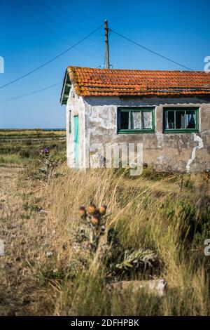 Farbenfrohe Austernhütten bei La Baudissire bei Dolus / Saint-Pierre-d'Oleron, Ile d'Oleron, Charente-Maritime, Frankreich, Europa. Stockfoto