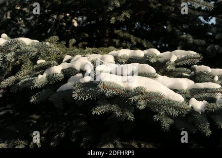 Sonnenbeschienene weiße Schneeflecken auf silbernem Tannenzweig im Hintergrund von Nadelbäumen im Winter in Litauen. Frohe Weihnachten Stockfoto