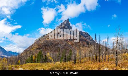 Red Rock Canyon im Herbst Laubsaison Morgen. Mount Blakiston, blauer Himmel mit weißen Wolken im Hintergrund. Waterton Lakes National Park, Alberta Stockfoto