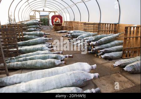 Glasgow, Schottland, Großbritannien. Dezember 2020. Im Bild: Es gibt jede Menge festlicher Spaß, denn viele Familien gehen in die Eden Mills Christmas Tree Farm, die als erste Drive Thru Grotto in Schottland eine festliche Premiere hat, wo die Kinder mit Mama und Papa den Weihnachtsmann besuchen können, der natürlich alle sozial distanziert ist. Sie können rund fahren treffen die Lamas und die Schafe, fragen Santa, was sie für Weihnachten und dann können sie wählen und schneiden ihre ganz eigenen Weihnachtsbaum. Warme Mahlzeiten und Erfrischungen können auch vorbestellt werden. Quelle: Colin Fisher/Alamy Live News Stockfoto