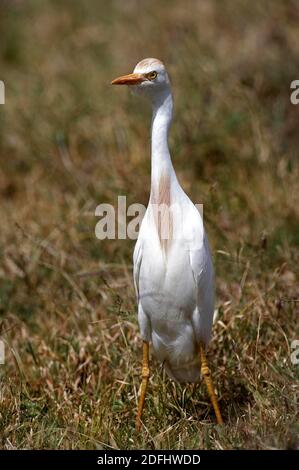 Cattle Egret, Bubulcus Ibis, Erwachsene auf Gras stehend, Nakuru Park in Kenia Stockfoto