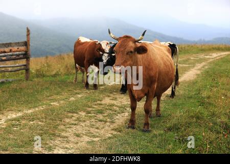 Herbst wolkige Landschaft mit Herdenkühen Weiden auf frischen grünen Bergweiden im Hintergrund. Rinder grasen auf dem Feld. Rote Kuh schaut in kam Stockfoto