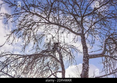 Schwarz-weiße Katze klettert am Wintertag auf einen großen Apfelbaum. Stockfoto
