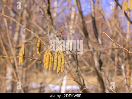 Europäische Erle oder Alnus glutinosa Pflanzen Äste mit reifen Kätzchen Auf blauem Himmel Hintergrund Stockfoto