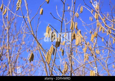 Europäische Erle oder Alnus glutinosa Pflanzen Äste mit reifen Kätzchen Auf blauem Himmel Hintergrund Stockfoto