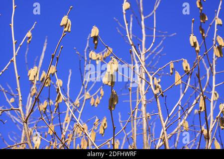 Europäische Erle oder Alnus glutinosa Pflanzen Äste mit reifen Kätzchen Auf blauem Himmel Hintergrund Stockfoto