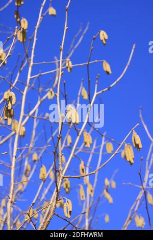 Europäische Erle oder Alnus glutinosa Pflanzen Äste mit reifen Kätzchen Auf blauem Himmel Hintergrund Stockfoto