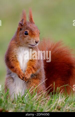 Eichhoernchen (Sciurus vulgaris) Red Squirrel • Bayern, Deutschland Stockfoto