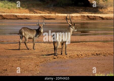 Gewöhnlicher Waterbuck, kobus Ellipsiprymnus, Männchen in der Nähe von River, Kenia Stockfoto